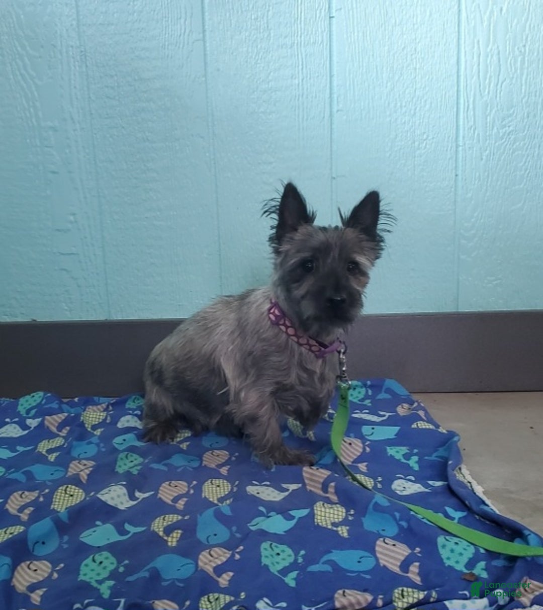 Cairn Terrier dogs for sale: Tristan - Ad 12