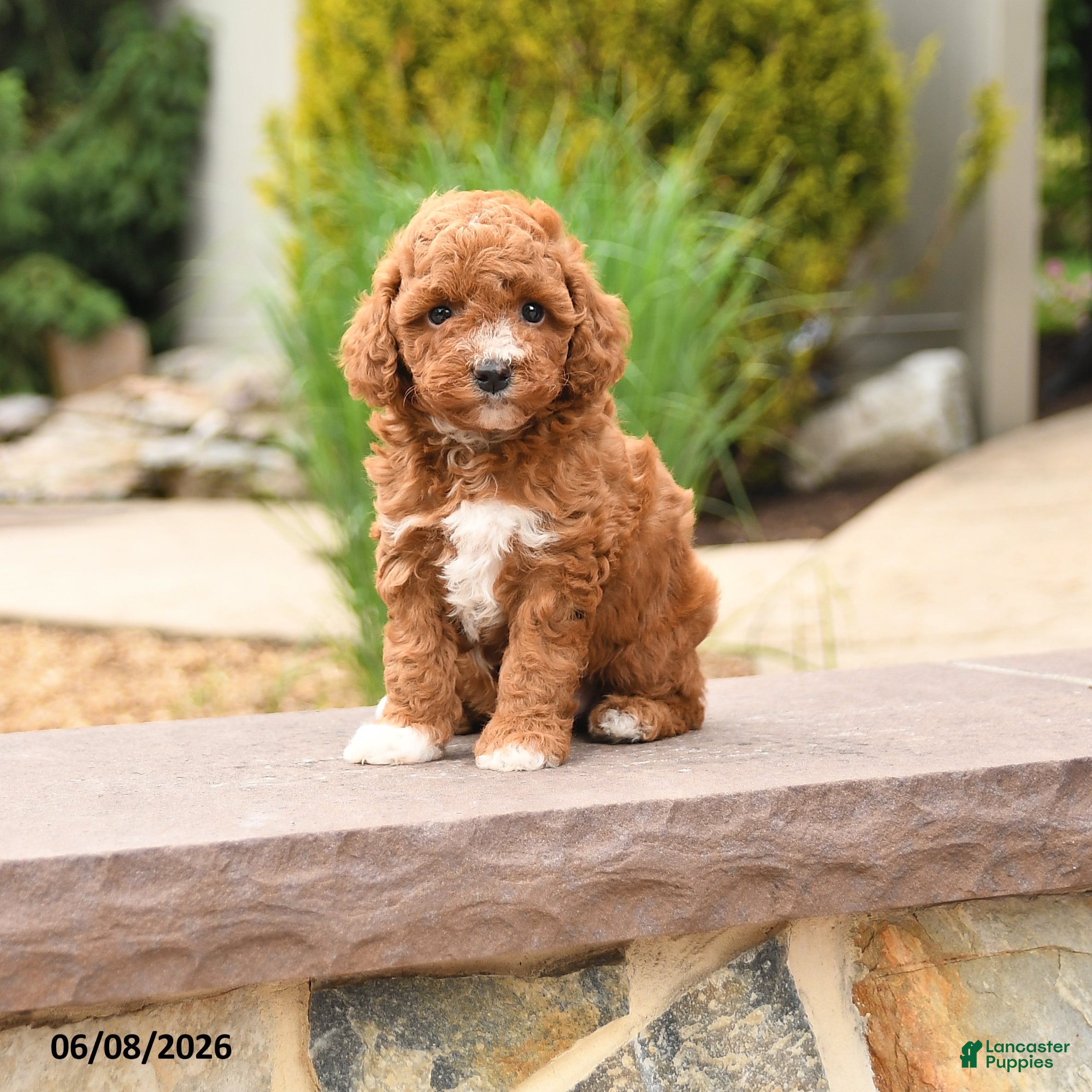 Toy Poodle dogs Friendly - Ad 1