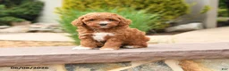 Toy Poodle dogs for sale: Friendly - Ad 1