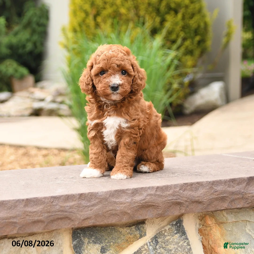 Toy Poodle dogs for sale: Friendly - Ad 1