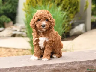 Toy Poodle dogs for sale: Friendly - Ad 1