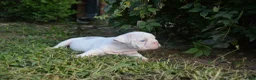 English Bulldog dogs for sale: Skye - Ad 5