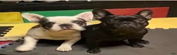 French Bulldog dogs for sale: French Bulldog Puppy 2 - Ad 24