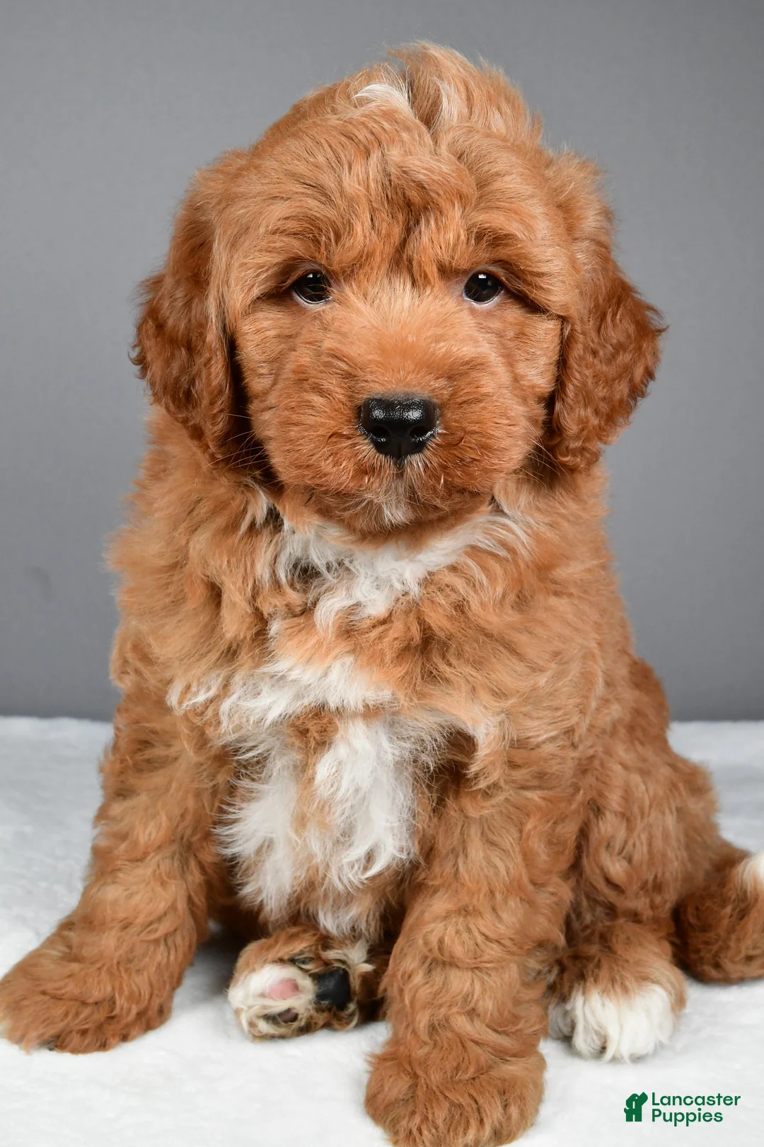 Mini Goldendoodle dogs for sale: Brady - Ad 2