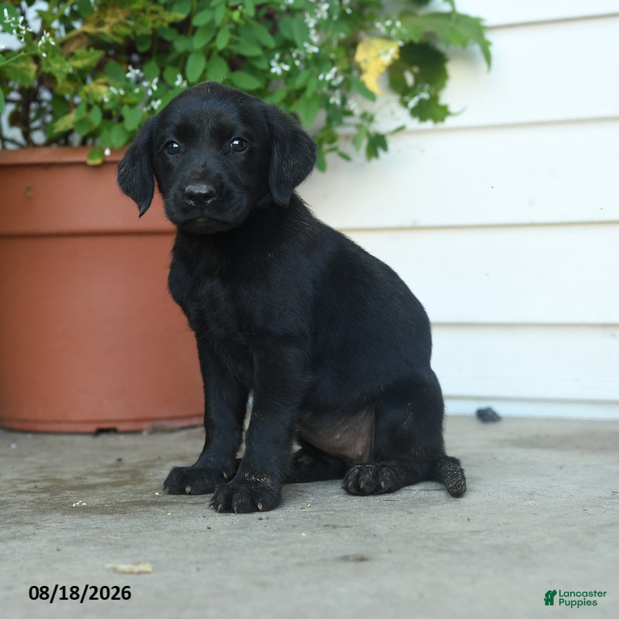Labrador Retriever dogs Paisley - Ad 1