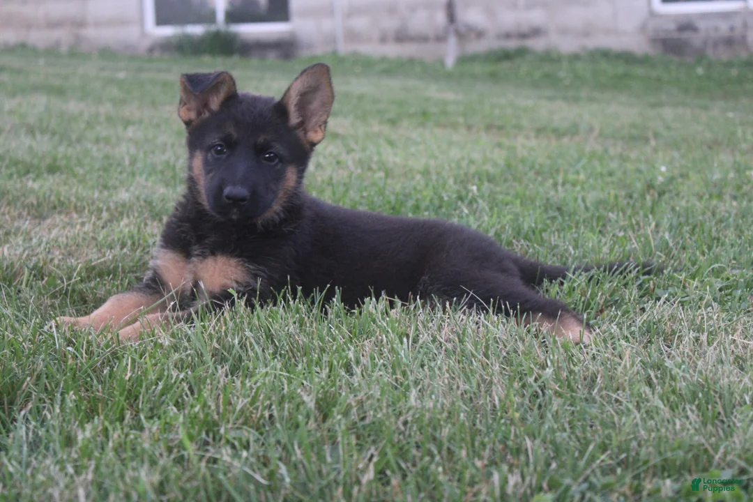 German Shepherd dogs for sale: Sofea - Ad 2
