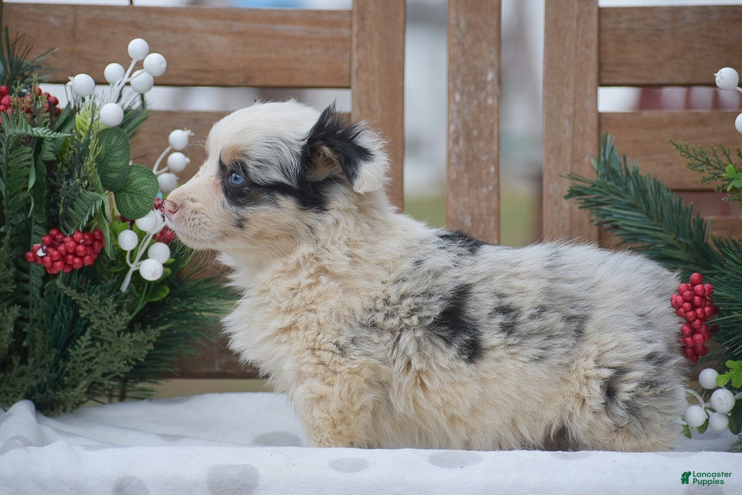 Welsh Corgi Pembroke dogs for sale: Maffin - Ad 3
