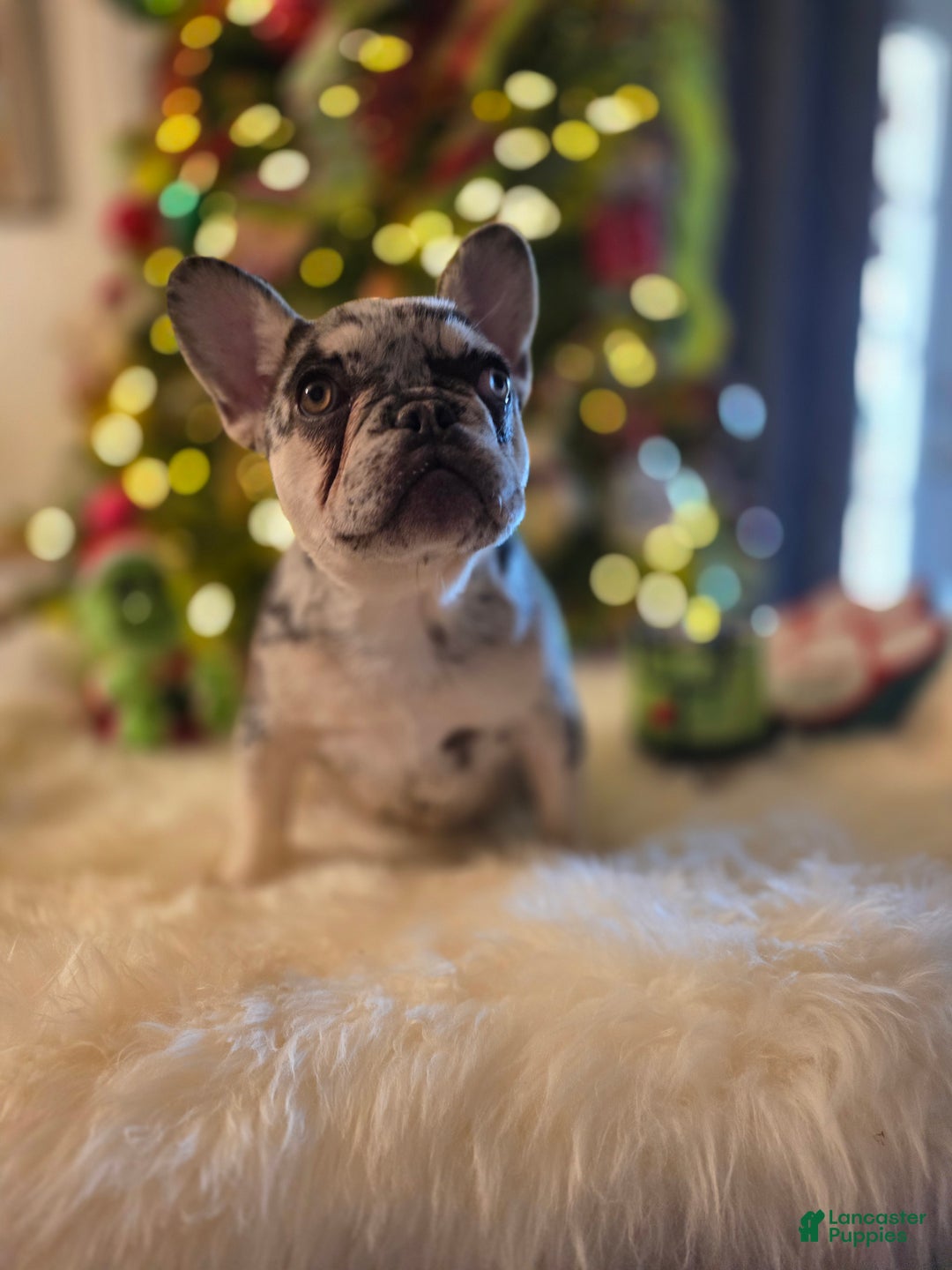 French Bulldog dogs for sale: French Bulldog Puppy 3 - Ad 3