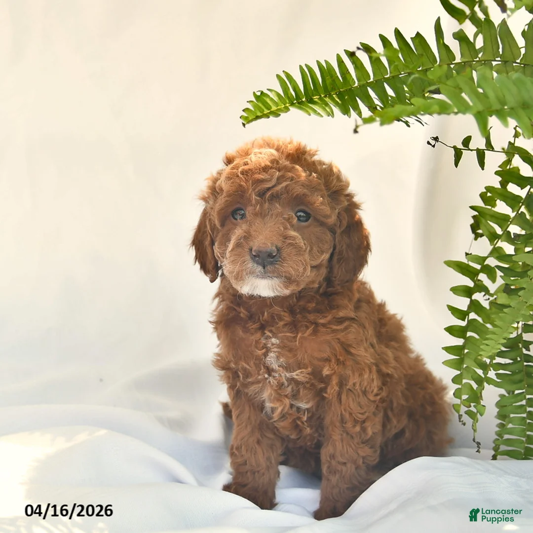 Miniature Poodle dogs for sale: Eeyor  - Ad 2