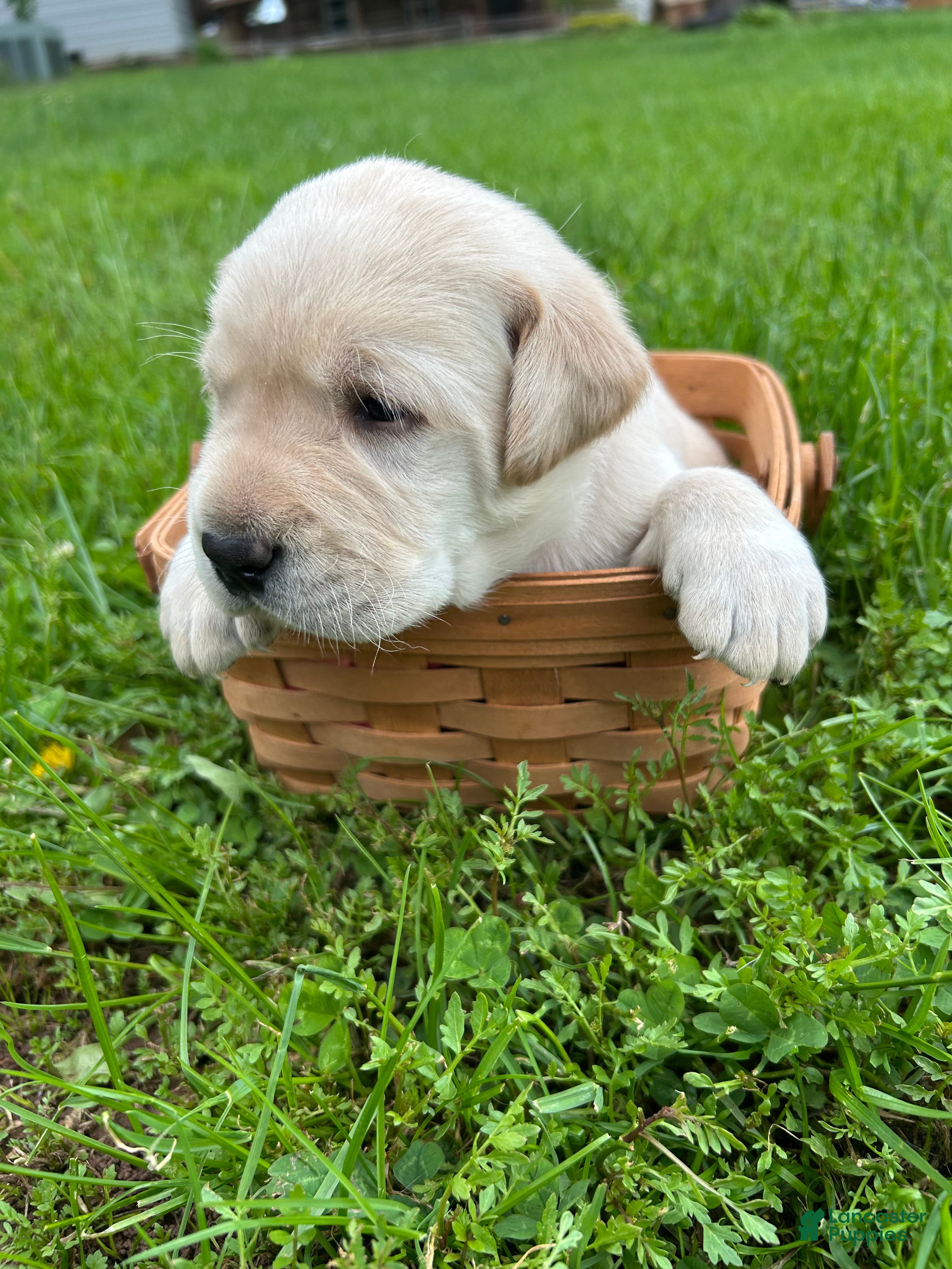 Labrador Retriever dogs George Washington - Red - Ad 2
