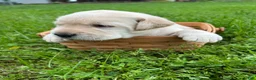 Labrador Retriever dogs for sale: George Washington - Red - Ad 2