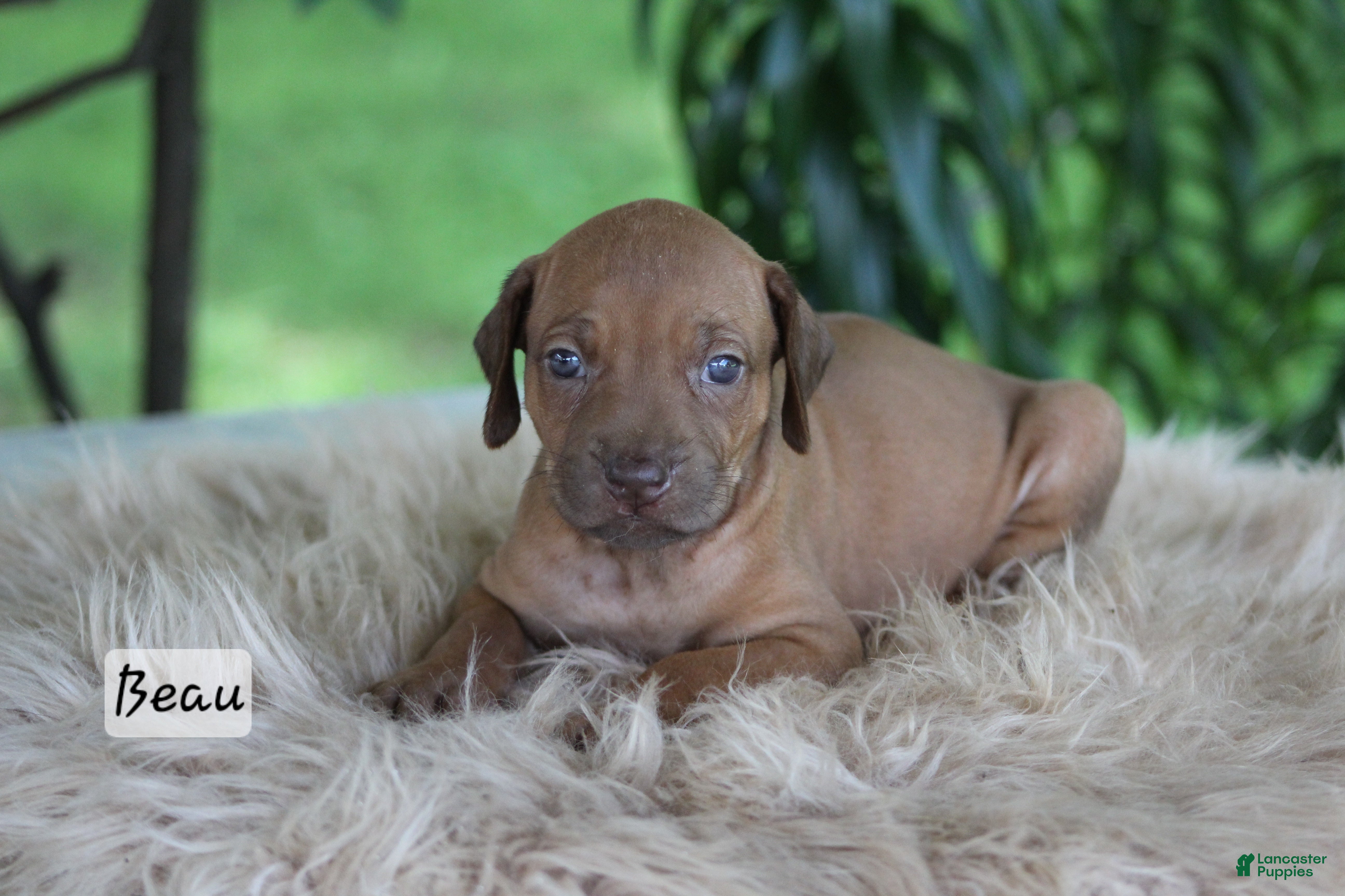 Rhodesian Ridgeback dogs Beau - Ad 1