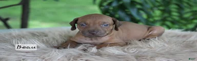 Beau