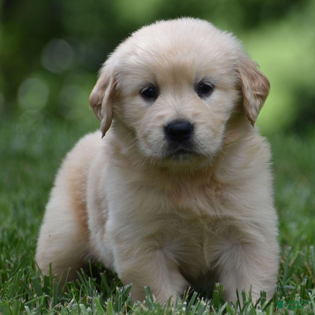 Golden Retriever dogs Golden Retriever 1 - Ad 16