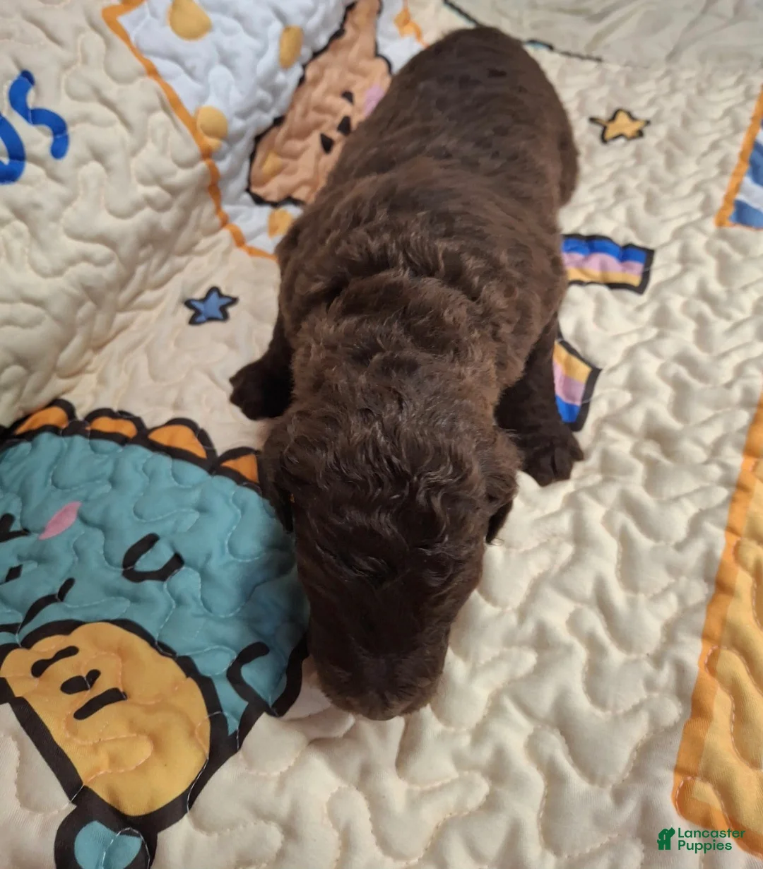 Labradoodle dogs for sale: Gemma - Ad 2