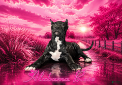 Presa Canario dogs Alabama Rose - Ad 2