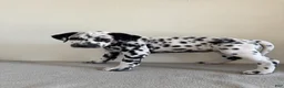 Dalmatian dogs for sale: Dalmatian Puppy 3 - Ad 4
