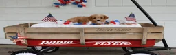 Toy Poodle dogs for sale: Sofia - Ad 2