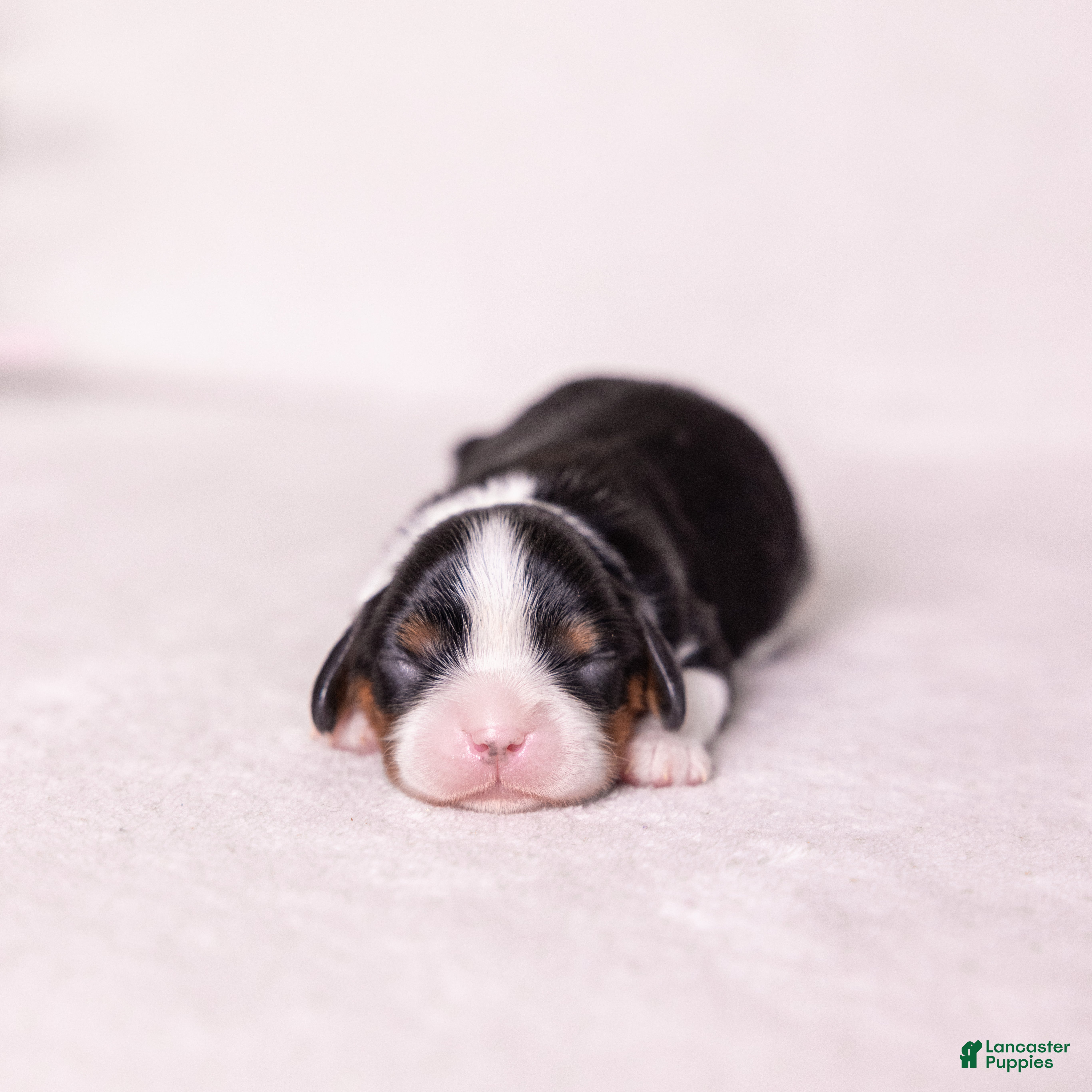 Cavalier King Charles Spaniel dogs Kudos - Ad 1