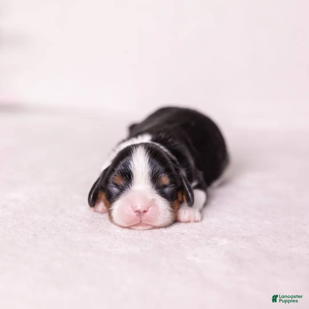 Cavalier King Charles Spaniel dogs for sale: Kudos - Ad 1