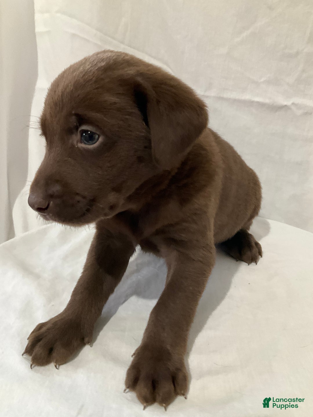 Labrador Retriever dogs for sale: Lexi - Ad 3