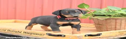 Doberman Pinscher dogs for sale: Roman - Ad 2