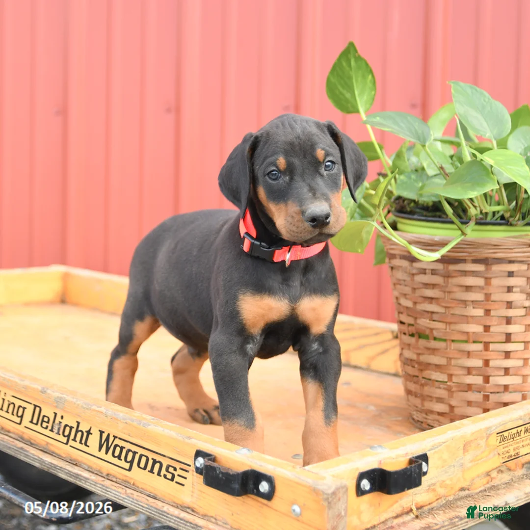 Doberman Pinscher dogs for sale: Roman - Ad 2