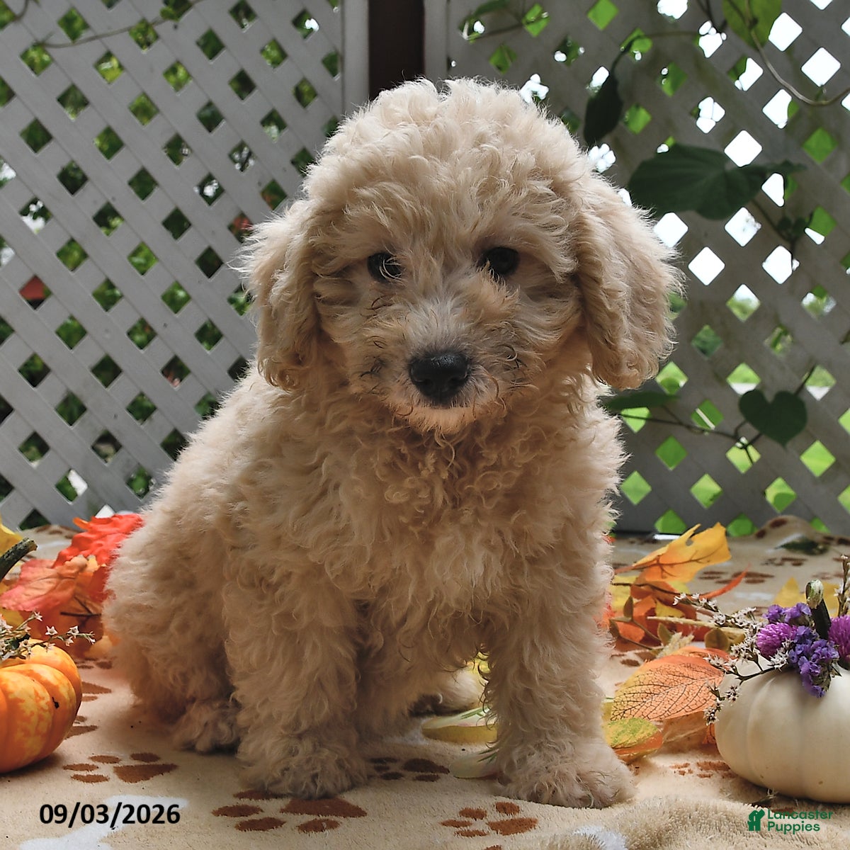 Miniature Poodle dogs Chewy  - Ad 2