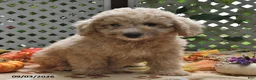 Miniature Poodle dogs for sale: Chewy  - Ad 2