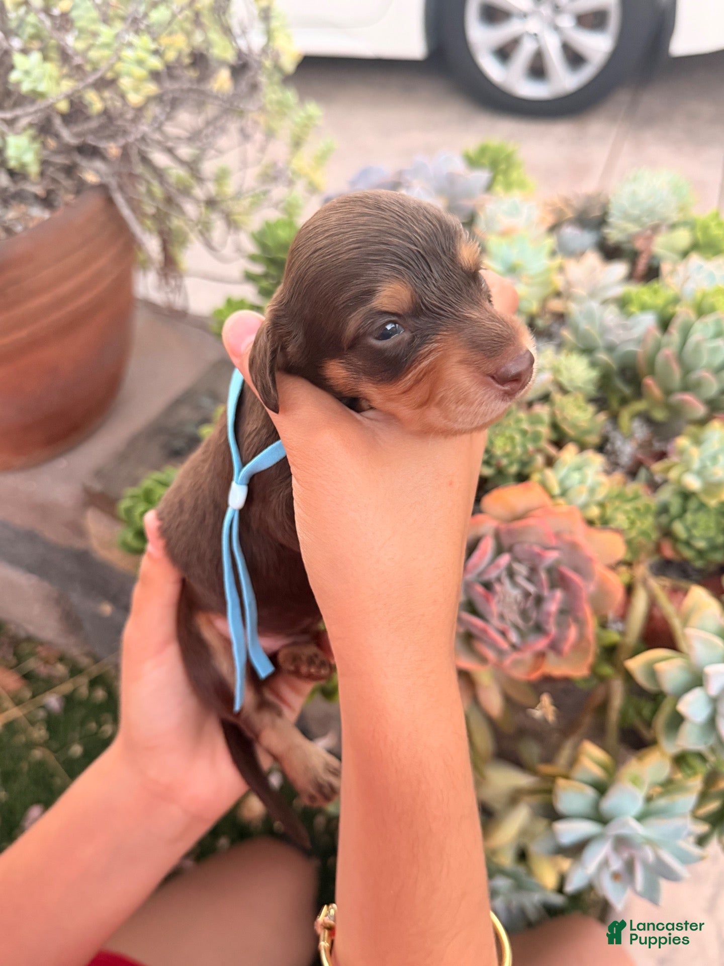 Miniature Dachshund dogs Miniature Dachshund 1 - Ad 2