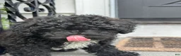 Shihpoo dogs for sale: Matcha - Ad 7