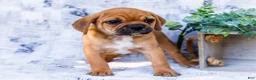 Puggle dogs for sale: Terry - Ad 5