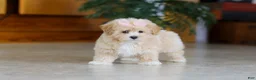 Maltipoo dogs for sale: Callie - Ad 3