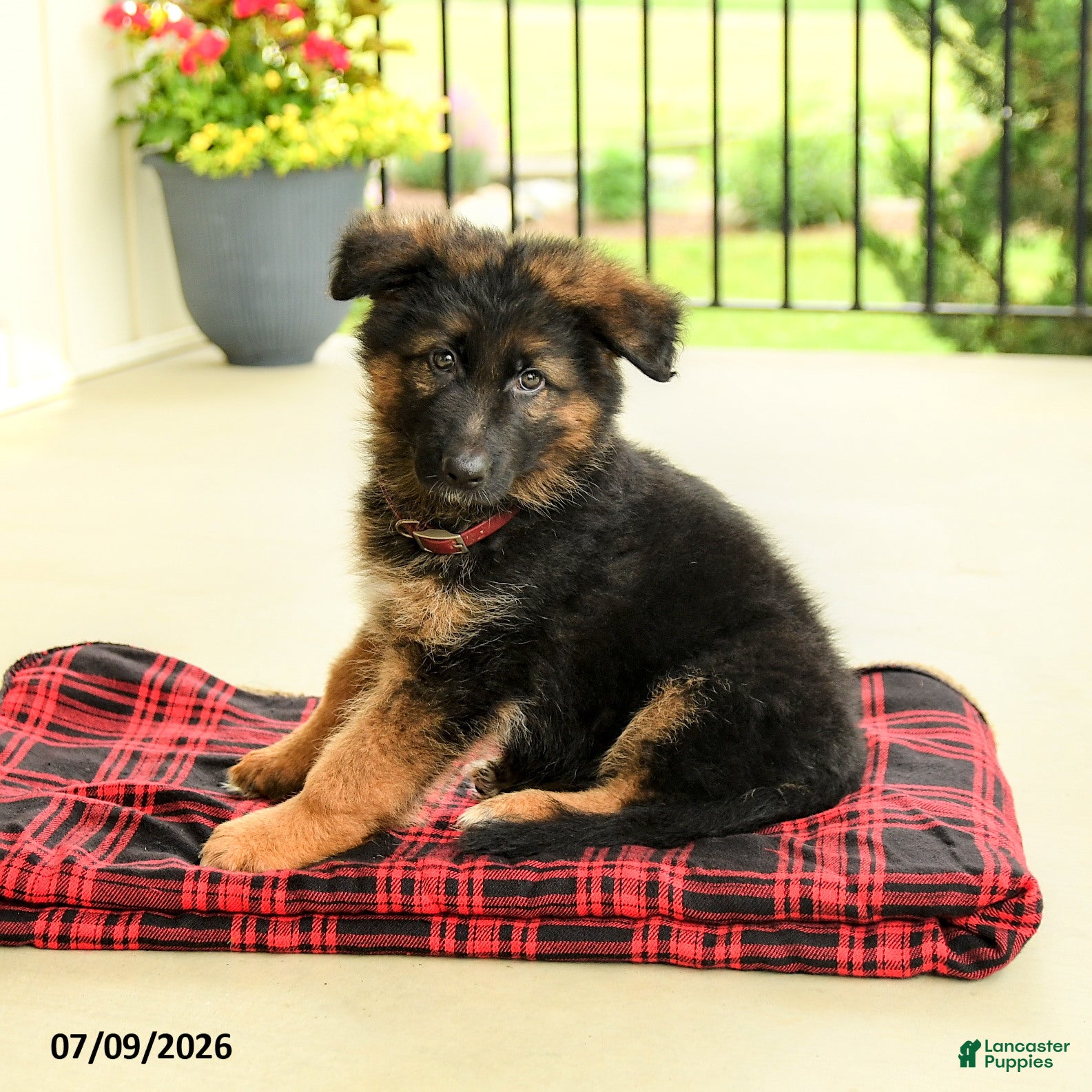 German Shepherd dogs Roland - Ad 2