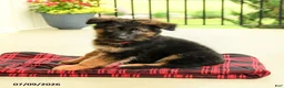 German Shepherd dogs for sale: Roland - Ad 2