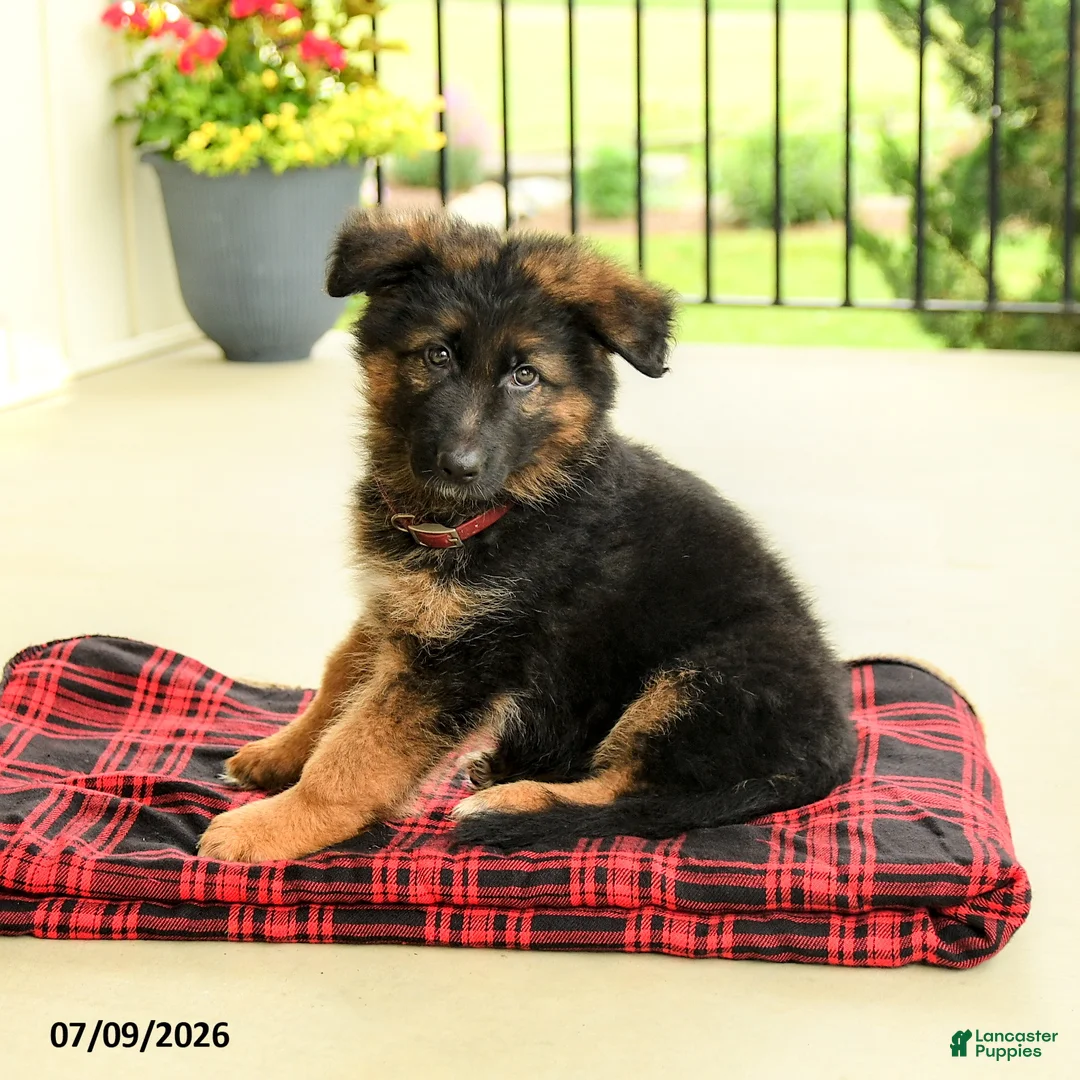 German Shepherd dogs for sale: Roland - Ad 2