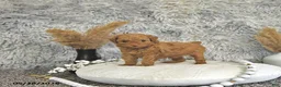 Toy Poodle dogs for sale: Mason - Ad 1