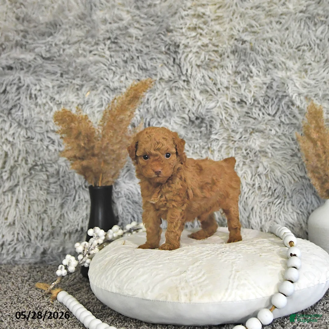 Toy Poodle dogs for sale: Mason - Ad 1