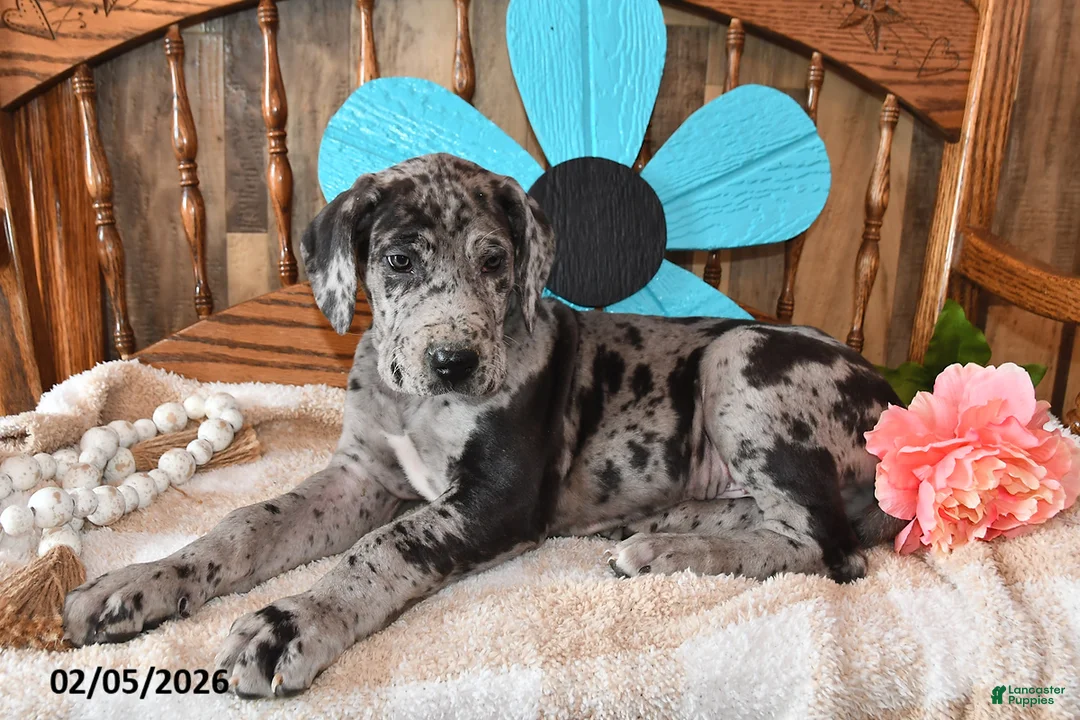 Great Dane dogs for sale: Cookie - Ad 5