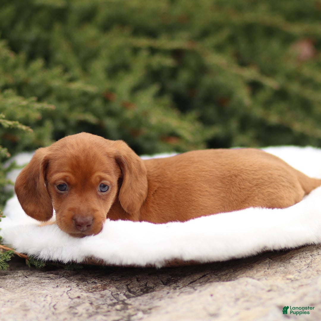Dachshund dogs for sale: Harry - Ad 8