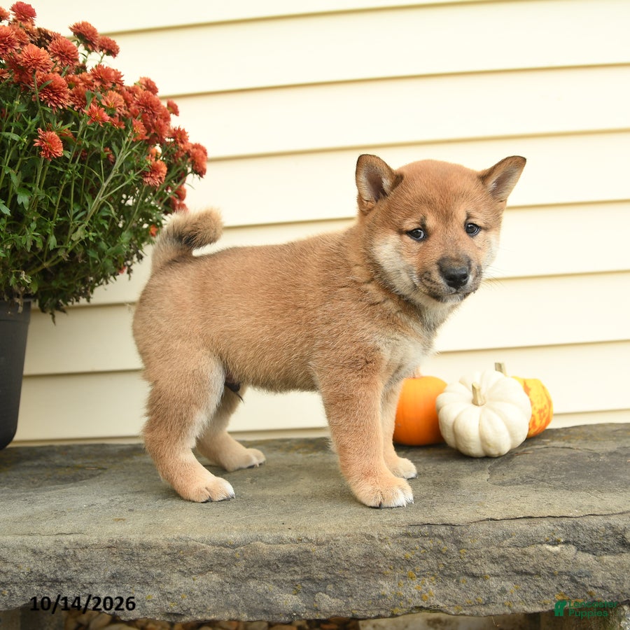 Shiba Inu dogs for sale: Count Barkington - Ad 2