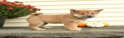 Shiba Inu dogs for sale: Count Barkington - Ad 2