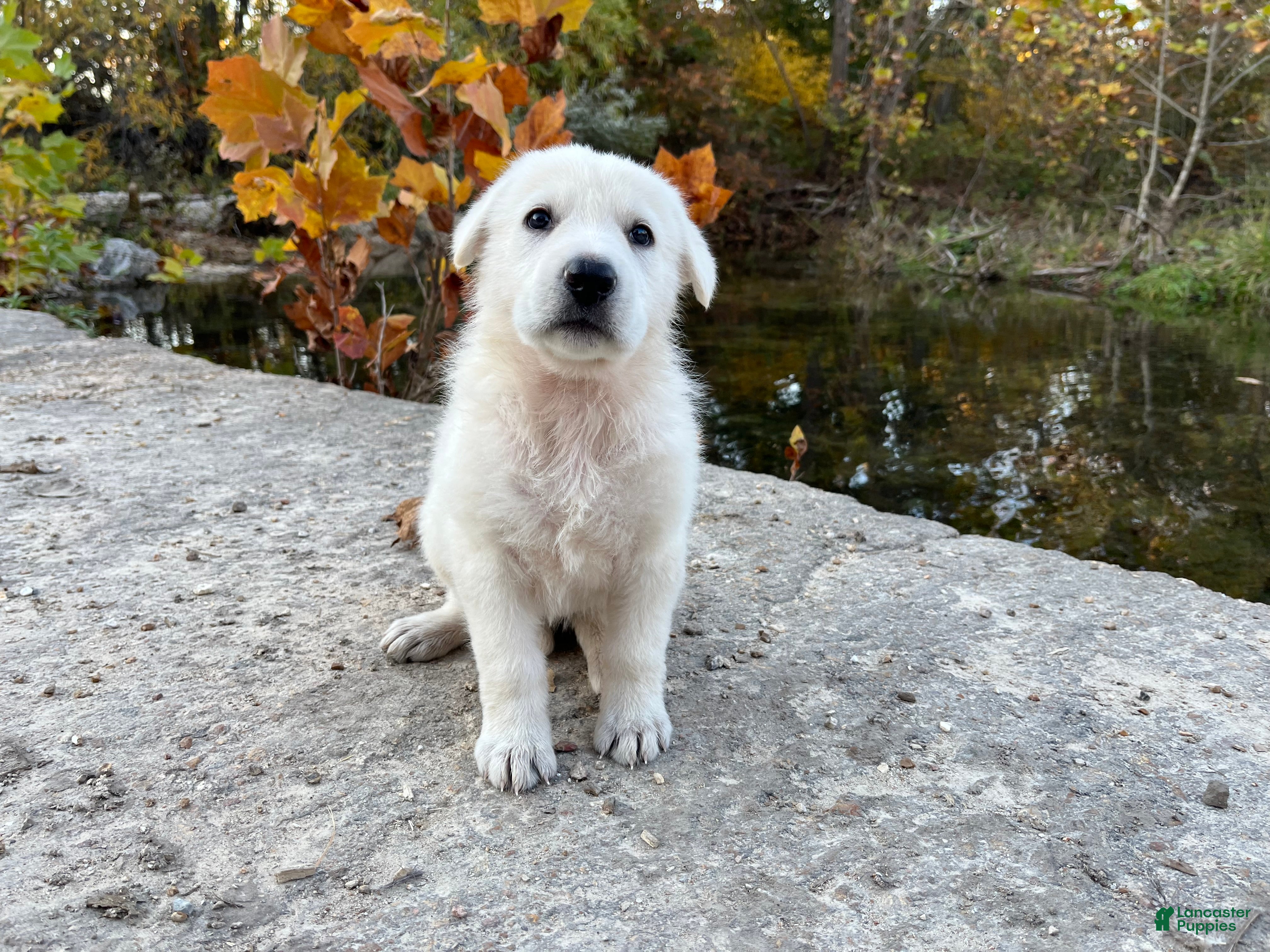 German Shepherd dogs for sale: Opal - Ad 6