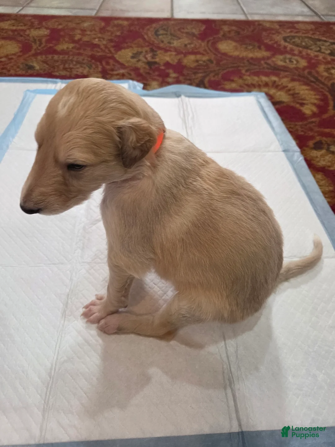 Borzoi dogs for sale: Cedric - Ad 1