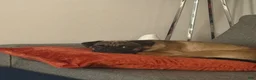 Mixed Breed dogs for sale: Mixed Breed Puppy 1 - Ad 6