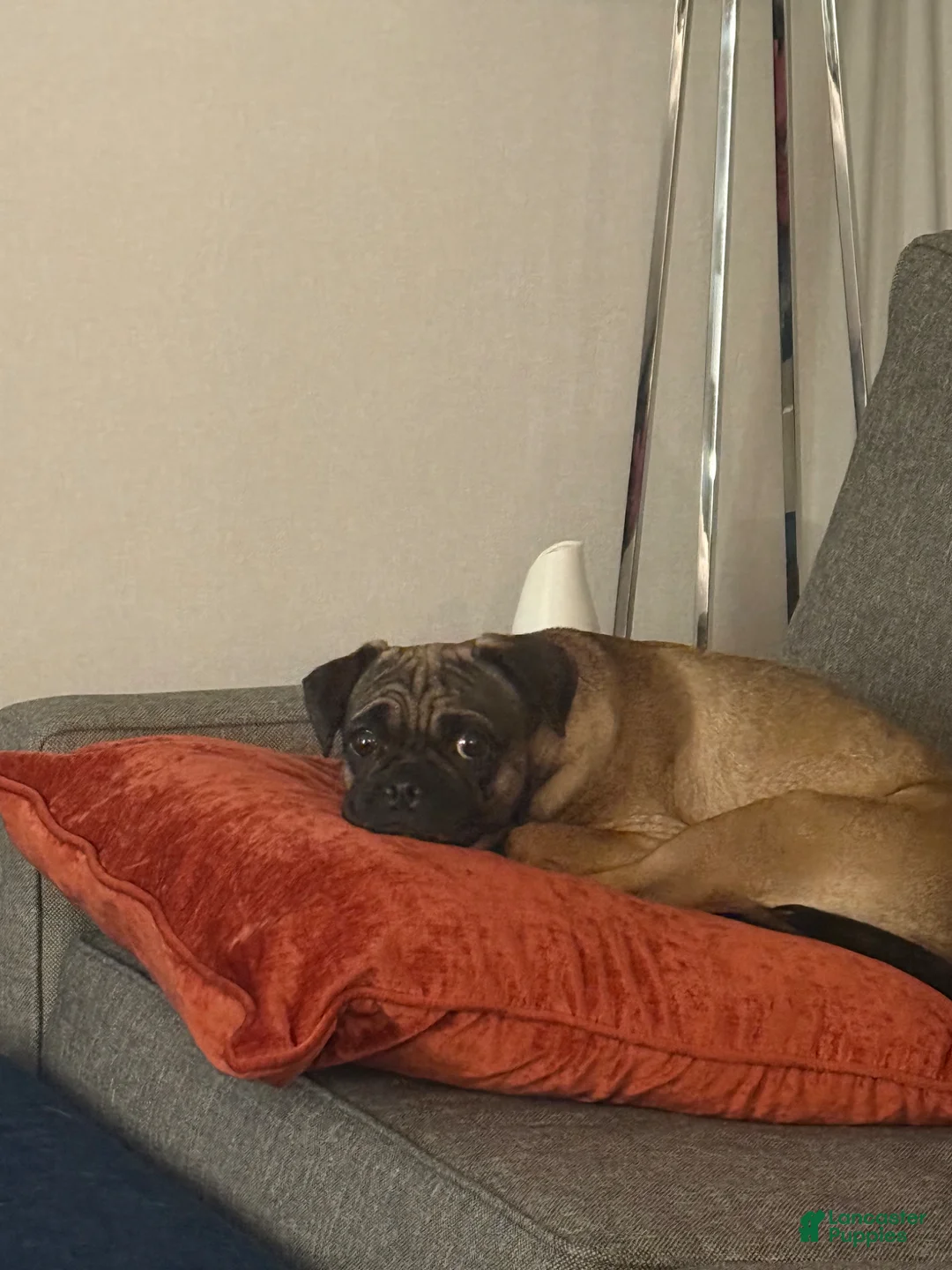 Mixed Breed dogs for sale: Mixed Breed Puppy 1 - Ad 6