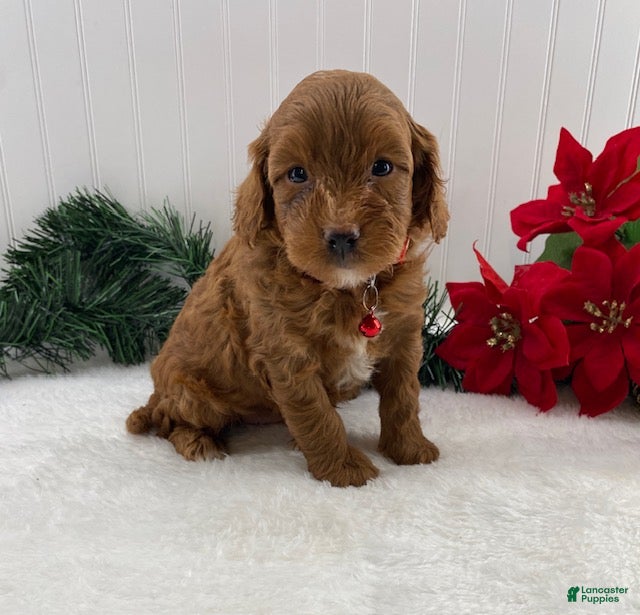 Cavapoo dogs Shiloh - Ad 11