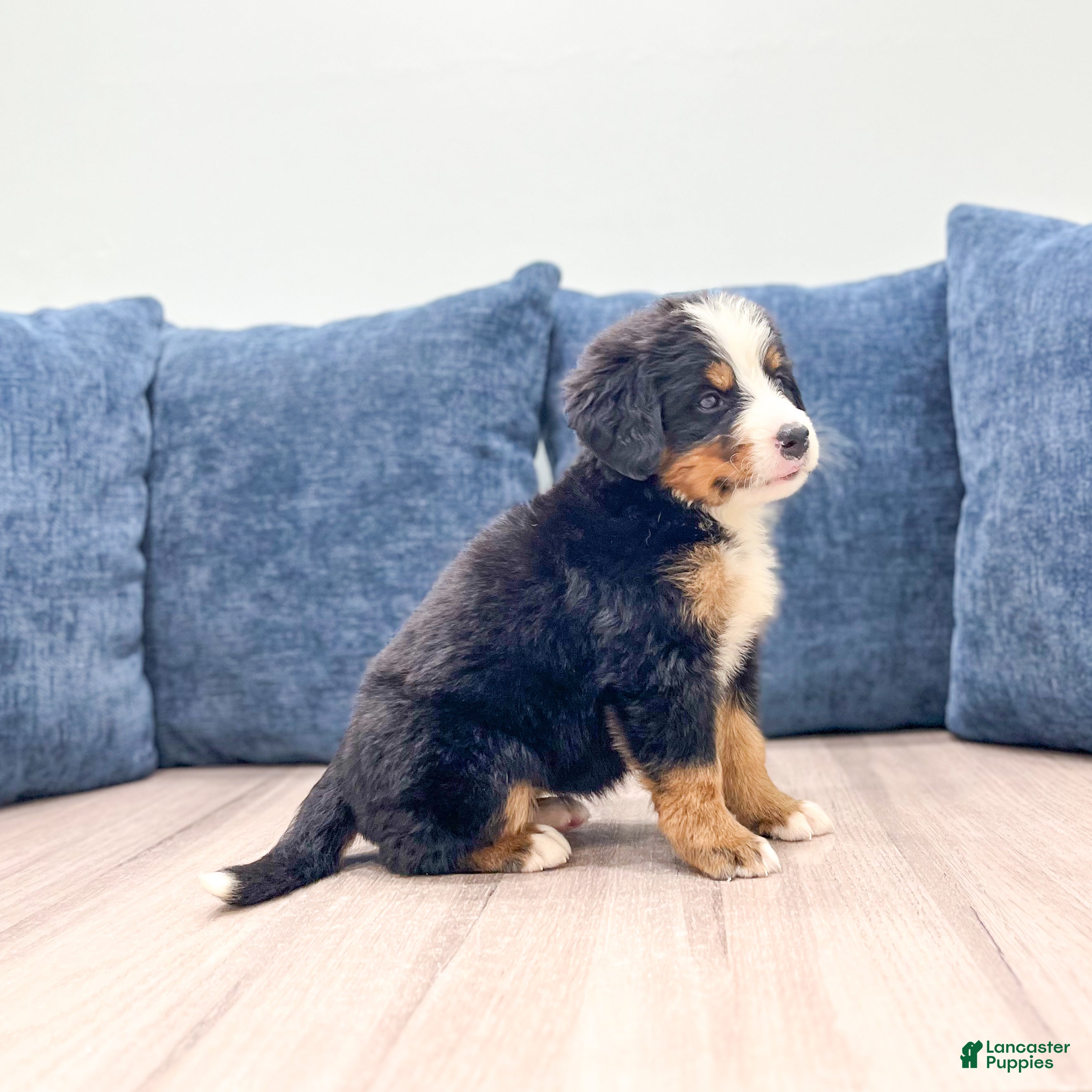 Bernese Mountain Dog dogs Jade - Ad 2