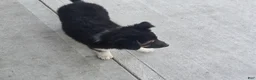 Border Collie dogs for sale: Rusty - Ad 11
