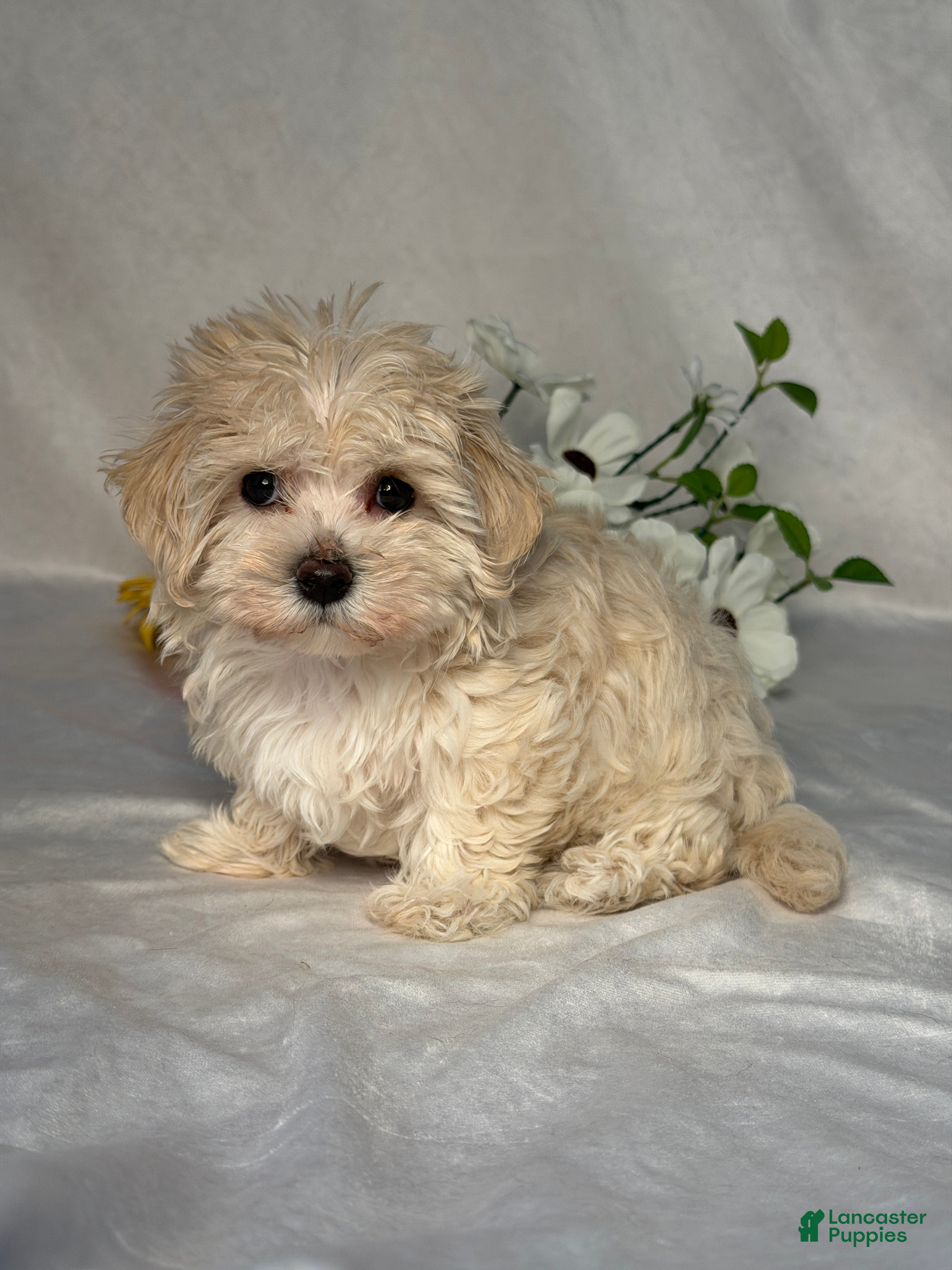 Maltipoo dogs Jill - Ad 2